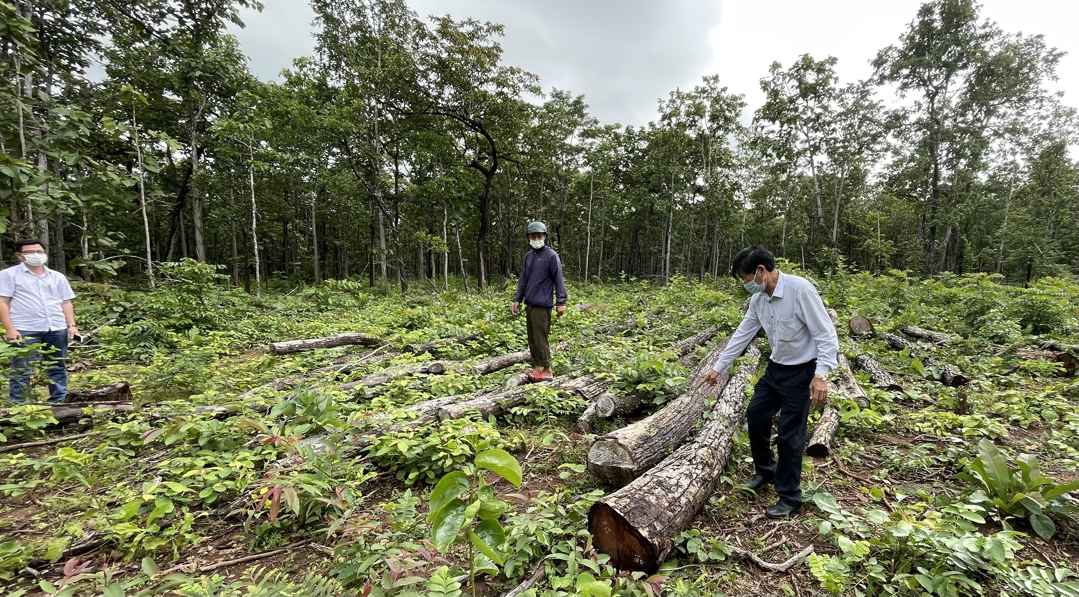 Phát hiện khai thác gỗ trái phép 
